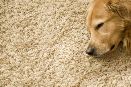 Tier und Teppich passen nur bedingt zusammen